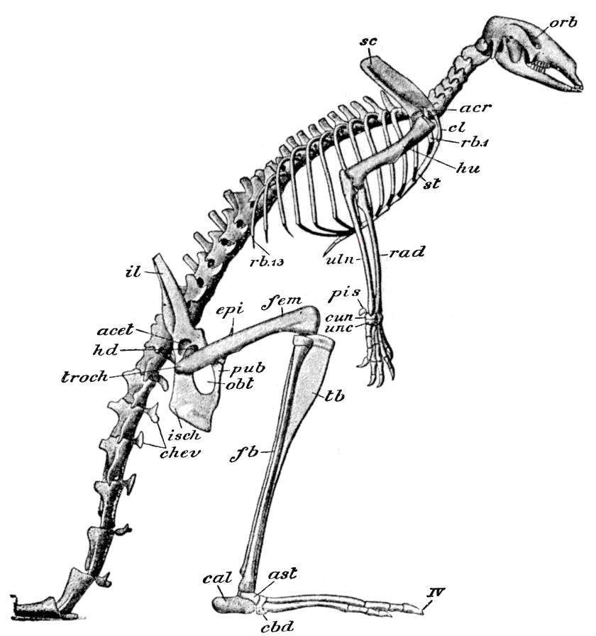 Cambridge Natural History - Mammalia