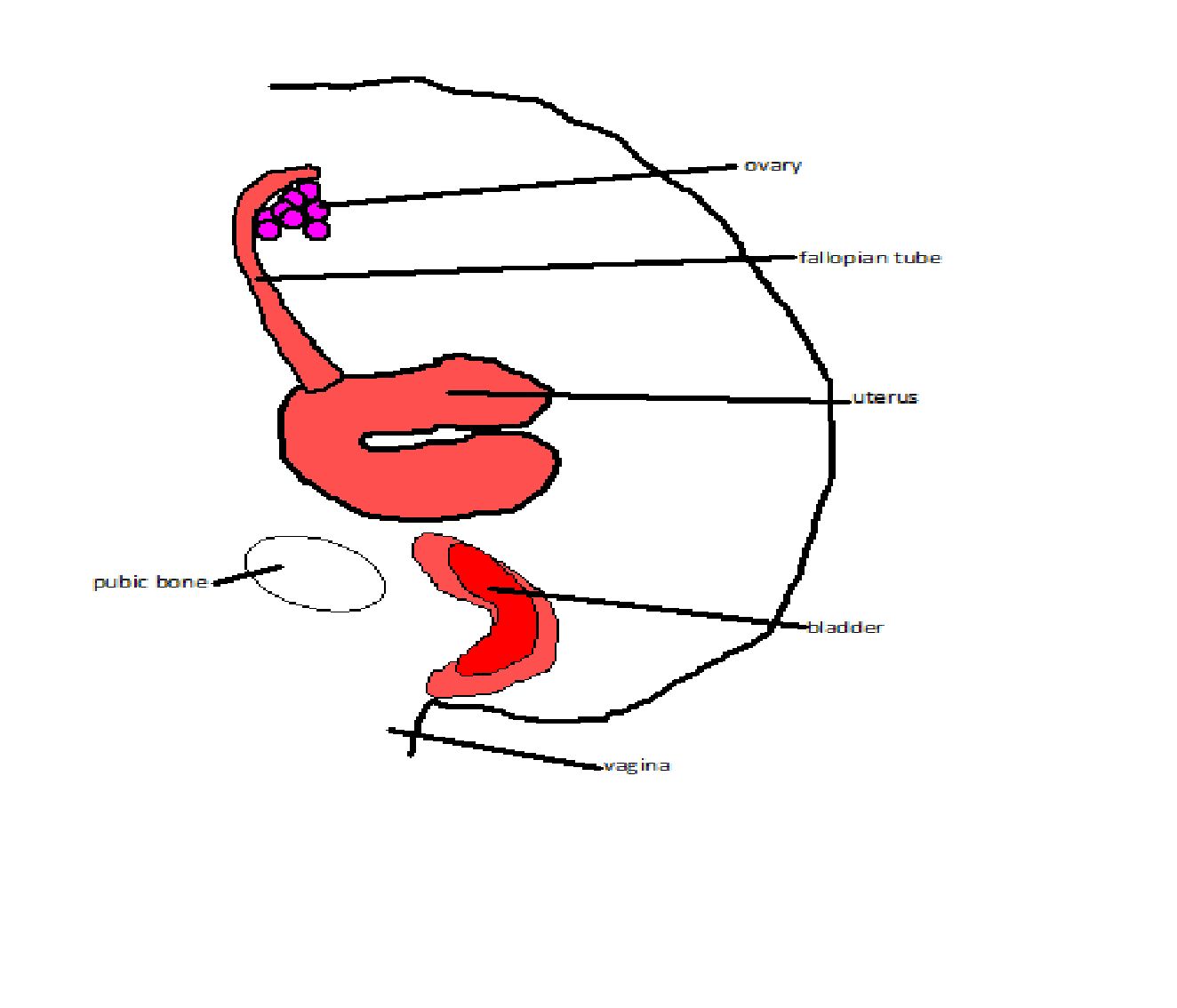 Male Reproductive Organs Diagram Labeled - Anatomy Chart Body