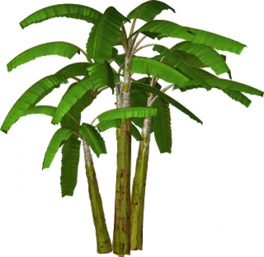 Banana Tree Clipart