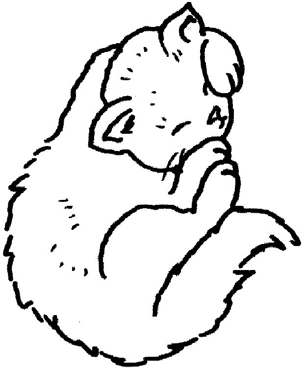 Cat Face Coloring Page - ClipArt Best