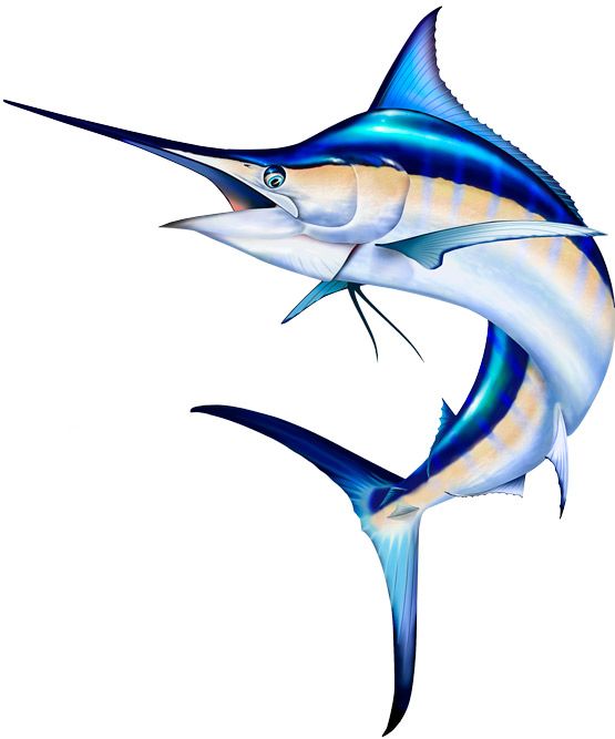 Photoshop and Illustrations