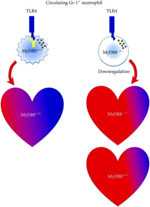Neutrophil Diagram - ClipArt Best