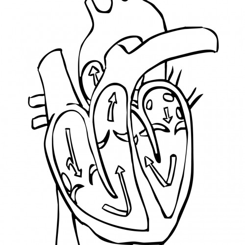 Blank Diagram Of Heart Parts - ClipArt Best