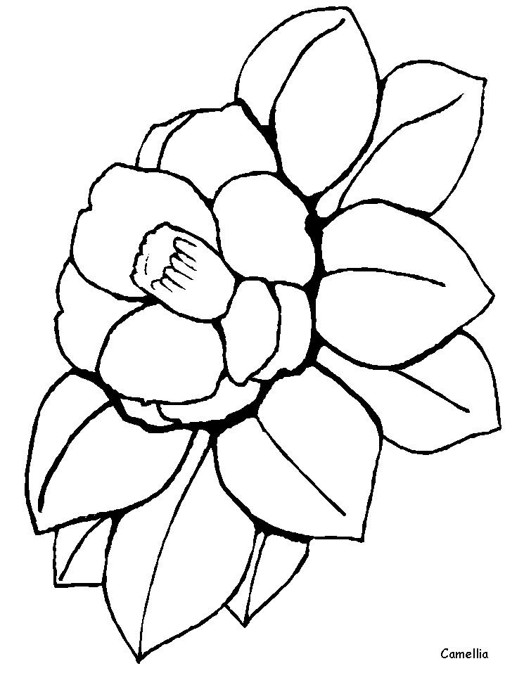 Coloring Pages Plus :: Animal Coloring