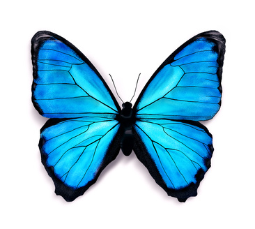 How to Draw Butterflies | SeeTheLightShine