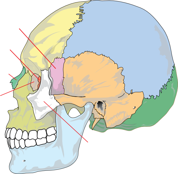 Human Skull Nolables Clip Art - vector clip art ...