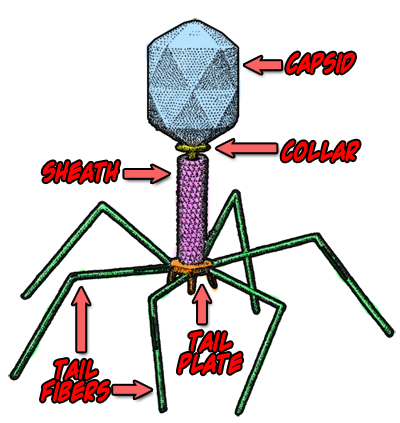 Biology
