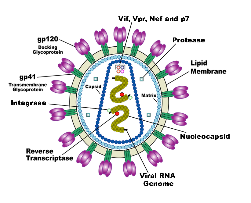 Hepatitis A Virus | Anatomy Picture Reference and Health News