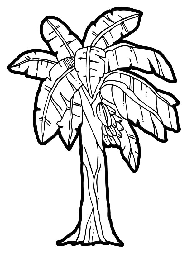 Banana Bunch | NetArt