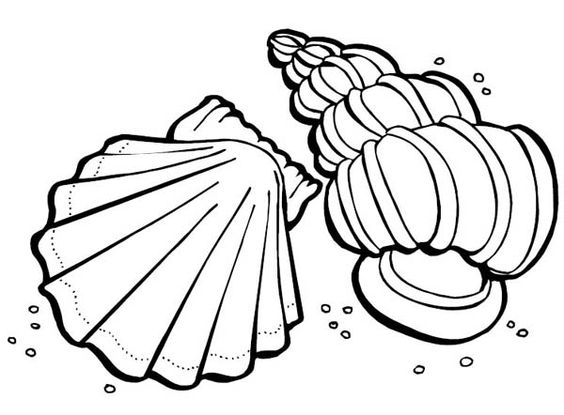 Beautiful, Coloring and Sea shells