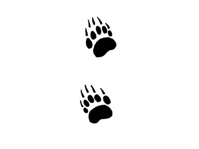 Bears and Track