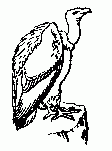 Free Bird Clip Art of many species