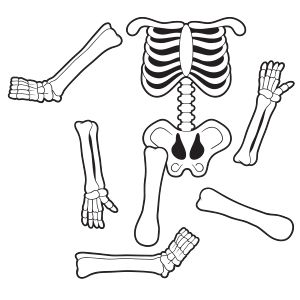 Skeletal System Unlabeled - ClipArt Best