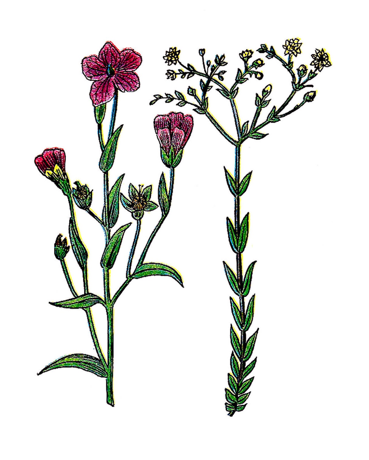 Antique images botanical clip art 4 vintage graphics of botanical ...