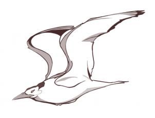 1000+ images about birds sketch