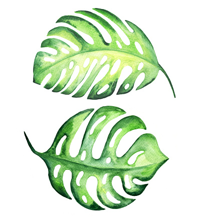 Palm leaf clip art - ClipartFox