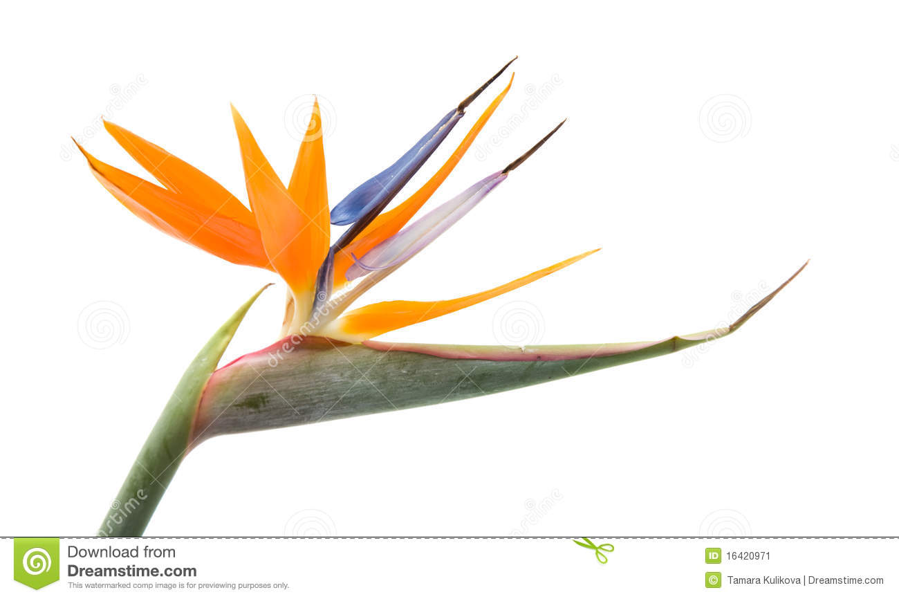 Bird of Paradise Clip Art – Clipart Free Download