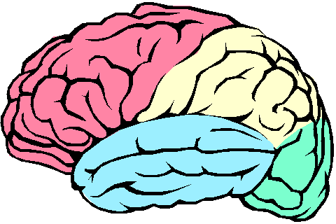 Best Brain Clipart For Kids #28873 - Clipartion.com