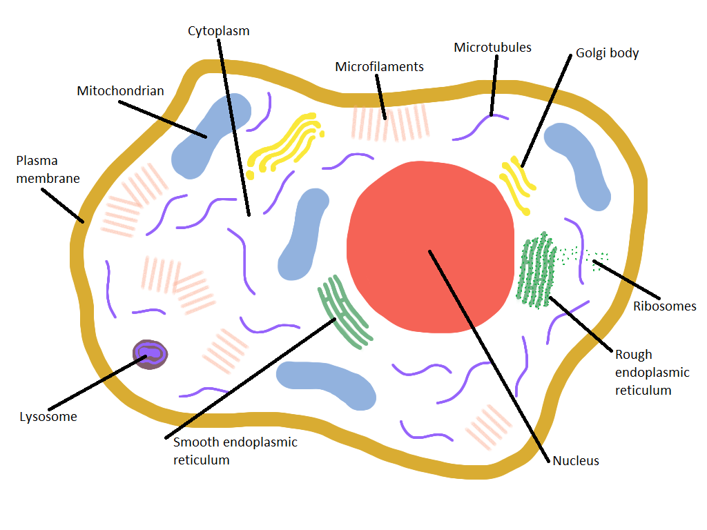 Introduction to anatomy and physiology - Poultry Hub