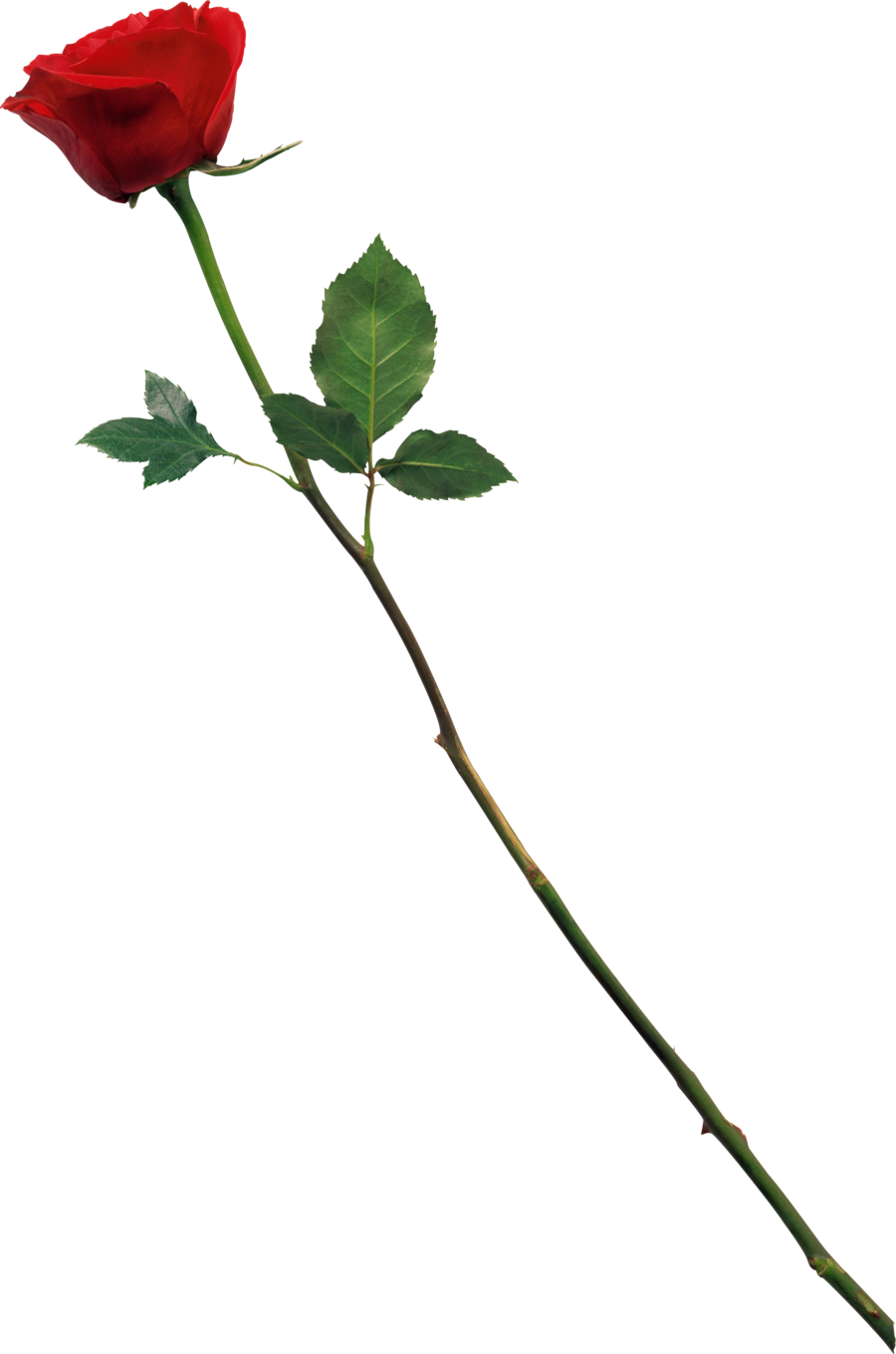 Rose Png | Free Download Clip Art | Free Clip Art