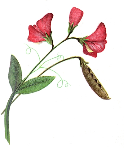 Free Clipart Funeral Flowers