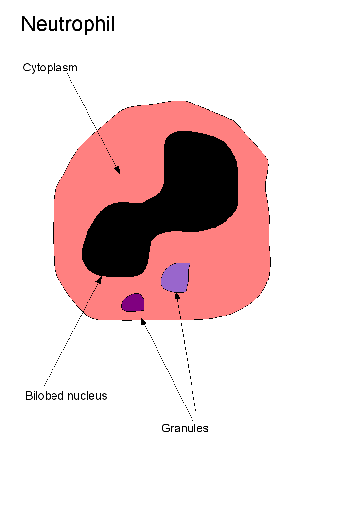 Neutrophil - Ganfyd