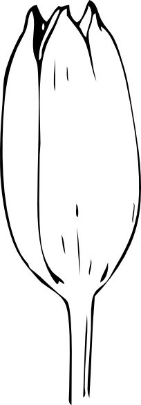 Outline Tulip Bud clip art Free vector in Open office drawing svg ...