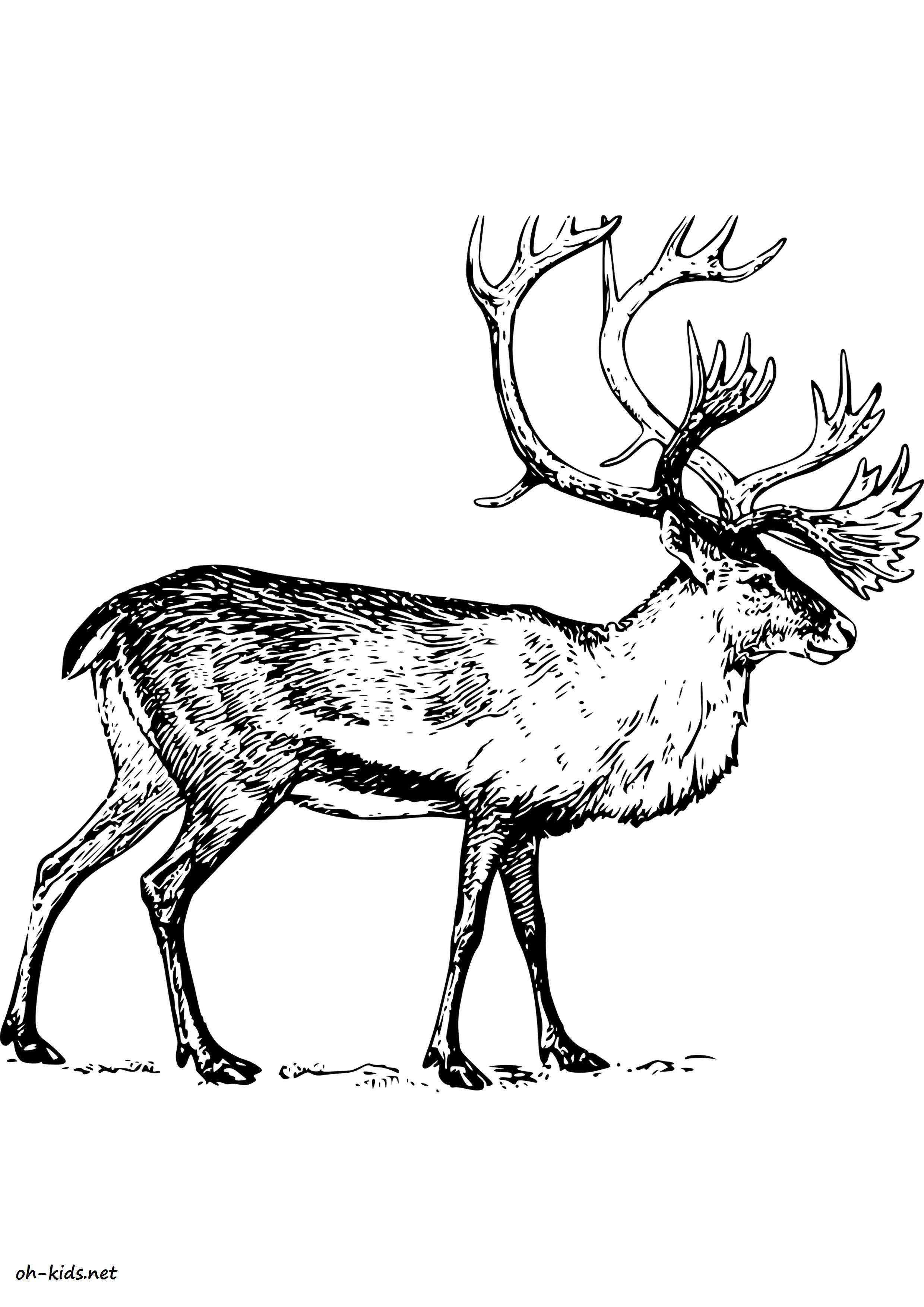 Coloriage caribou - oh Kids FR