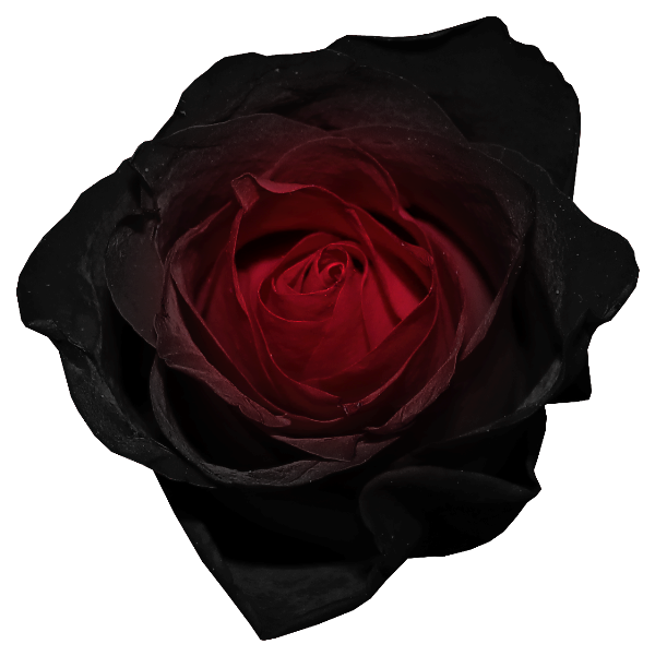 Black Rose Clip Art