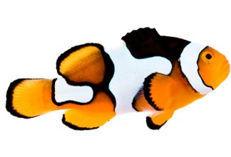 Saltwater Clownfish - Aquatic Connection