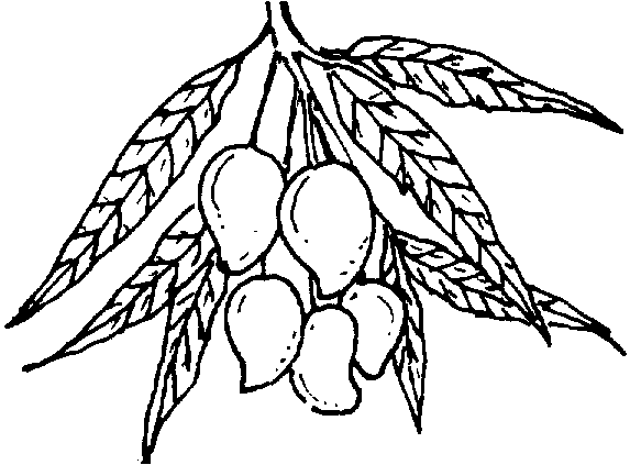 Trees and their management: Bagging of young fruits