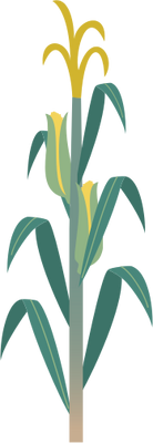 Maize/corn stalk - Most viewed - Vector Illustration/Drawing ...