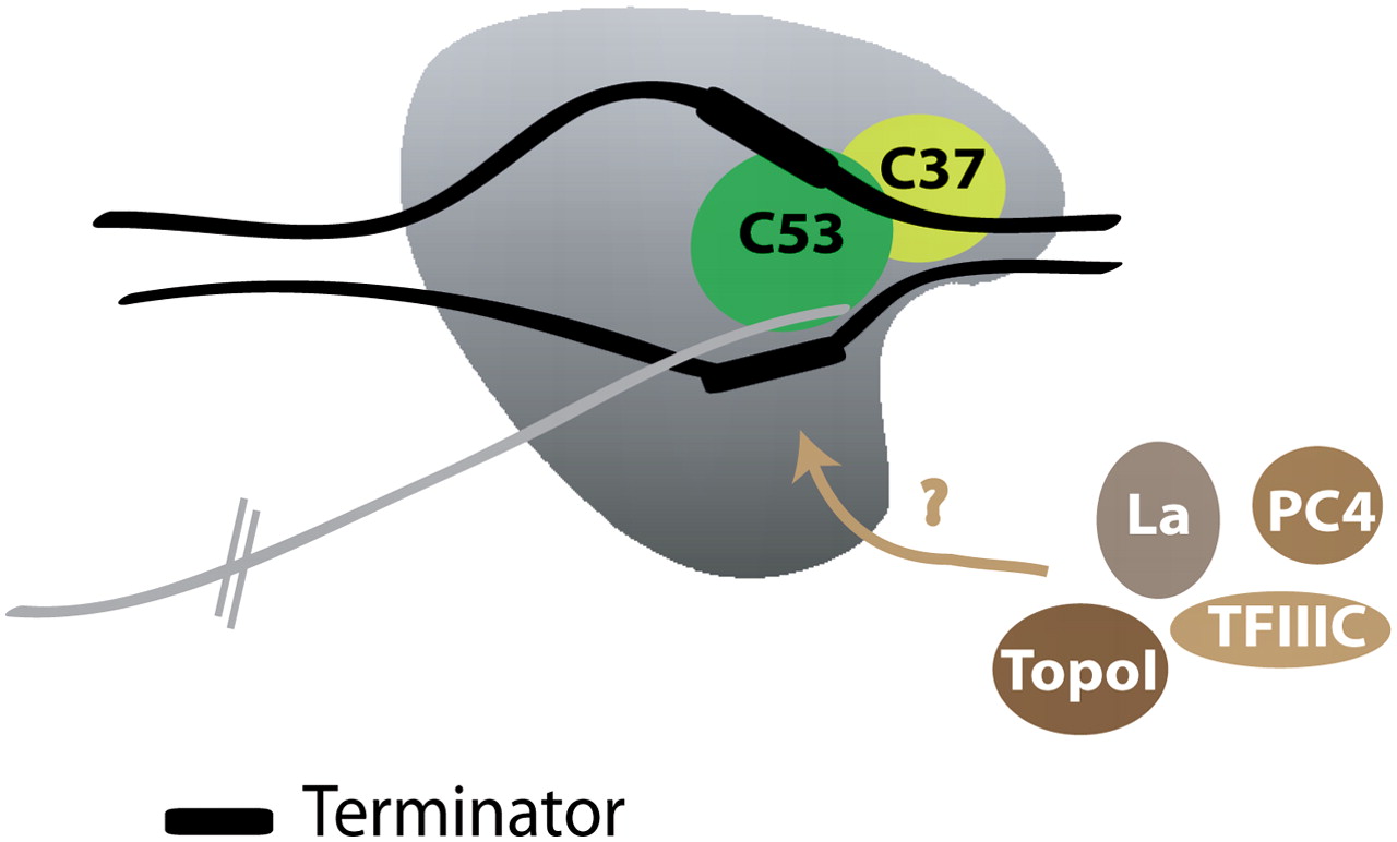 RNAP_I_Promoter