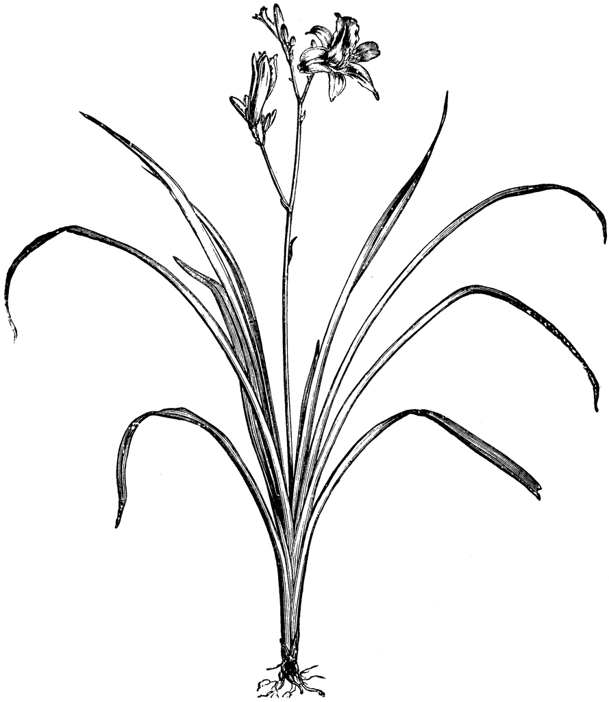 Lily Clipart Etc