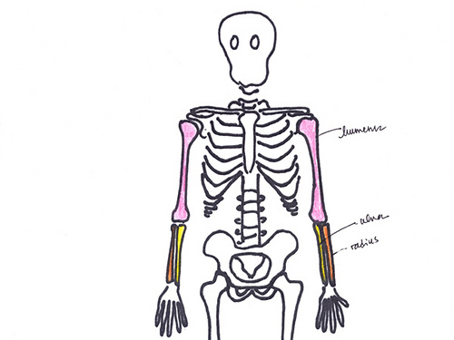 alla Poppy: Bones of the Elbow