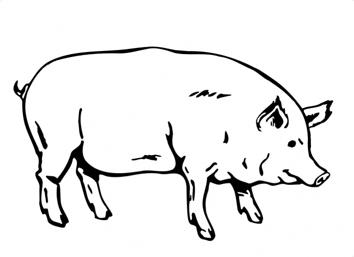 Pig Line Art