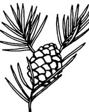 p graffiti lpine cone Colouring Pages