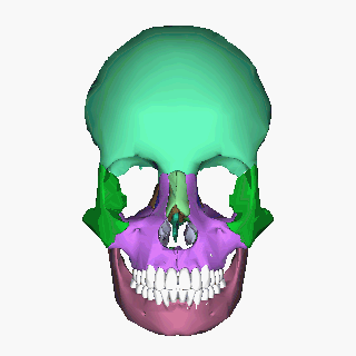 File:Human skull - animation4.gif