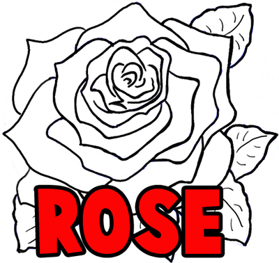 How to Draw Roses Opening in Full Bloom Step by Step Drawing ...