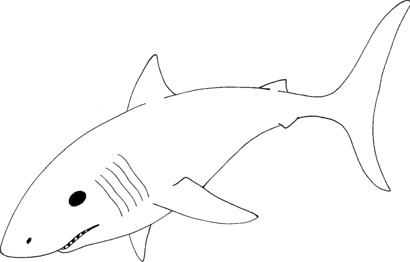 Great white shark clip art
