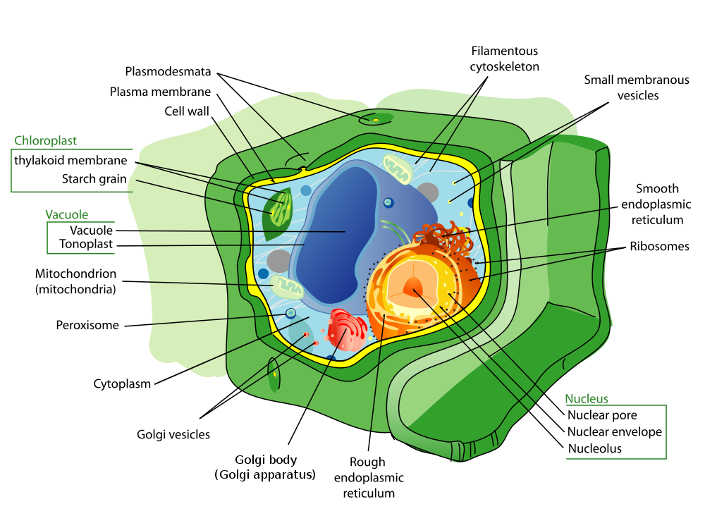 difference between eukaryotic and prokaryotic cells venn diagram ...