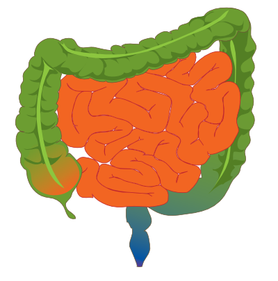 Intestine