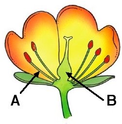 Science - Biology - Plant Reproduction