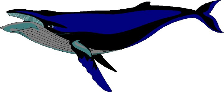 Humpback whale tails clipart