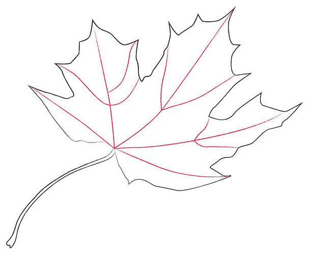 How To Draw A Maple Leaf 11 Steps With Pictures WikiHow Clipart ...