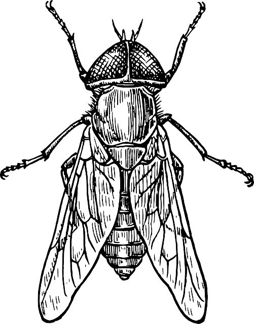 Drawings, Insects and Black and white