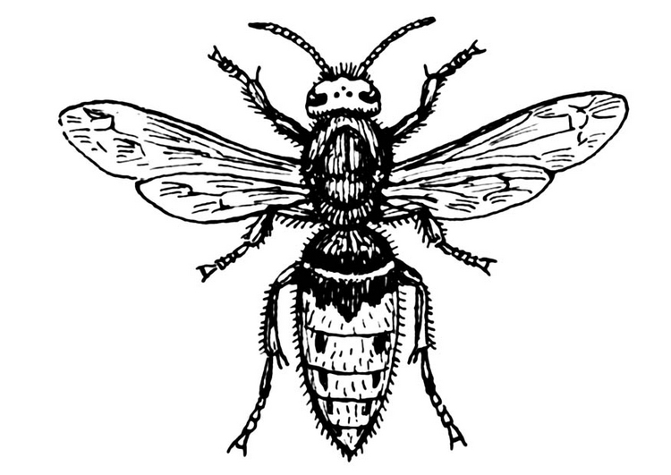 Wasp-