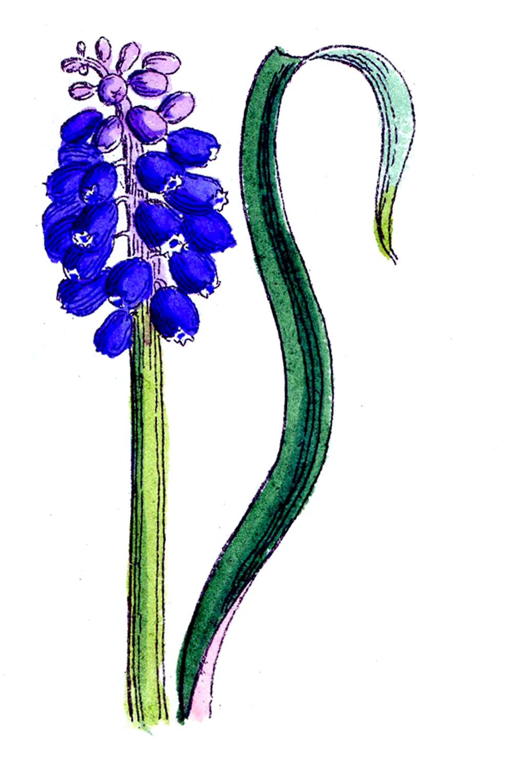 Clip Art of Spring Flowers - Botanicals - The Graphics Fairy