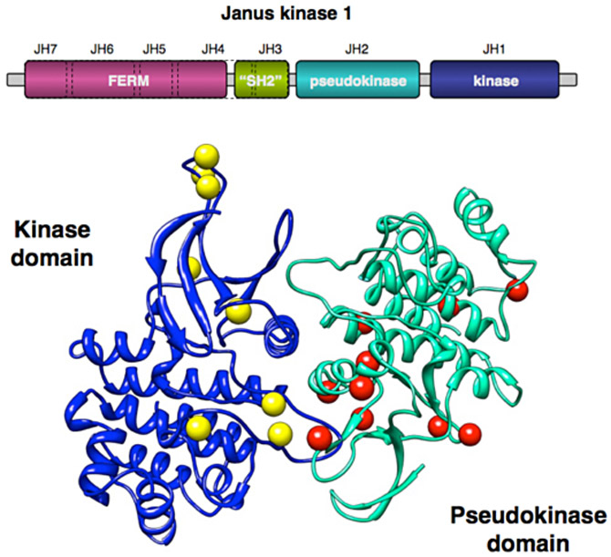 Jean-Christophe Renauld lab | Ludwig Cancer Research