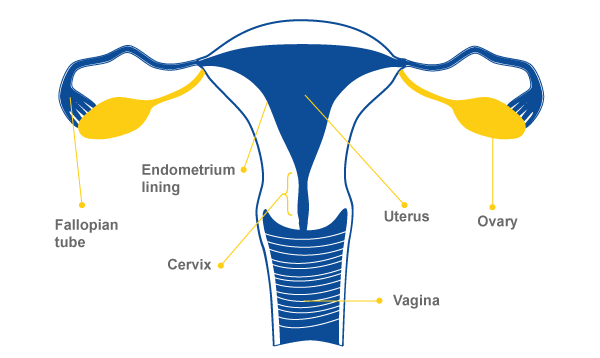 How Combined Contraceptives Work To Prevent Pregnancy